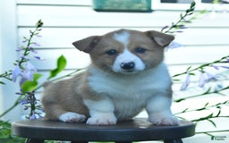 Welsh Corgi Pembroke dogs for sale: Rusty - Image 8