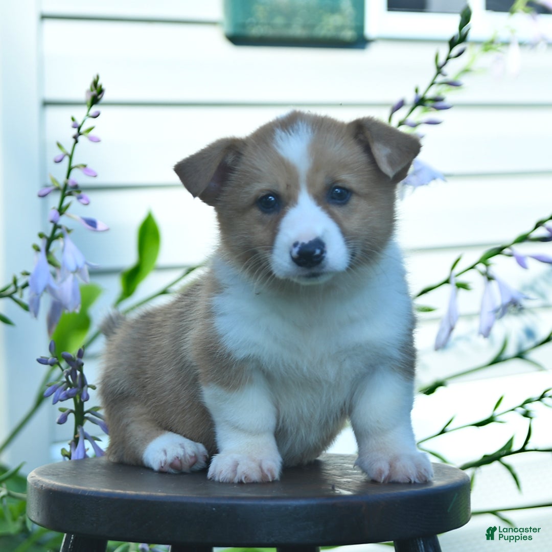 Welsh Corgi Pembroke dogs for sale: Rusty - Image 8