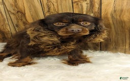 Cavalier King Charles Spaniel dogs for sale: Brin Girl 2 - Image 19