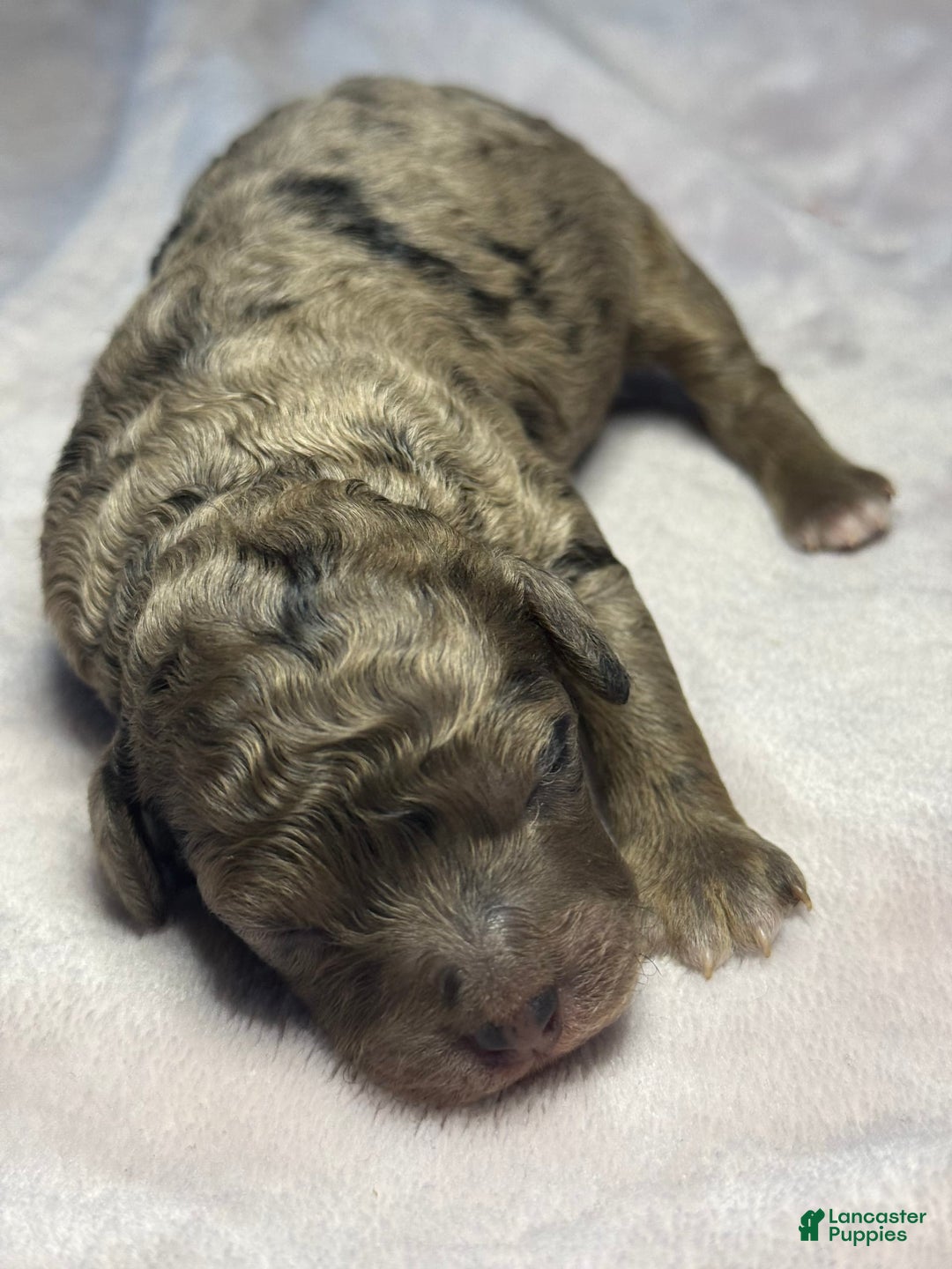 Miniature Poodle dogs for sale: Raya - Image 13