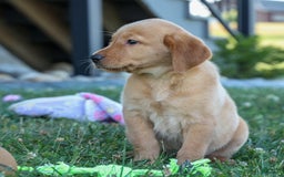 Labrador Retriever dogs for sale: Gus - Image 16