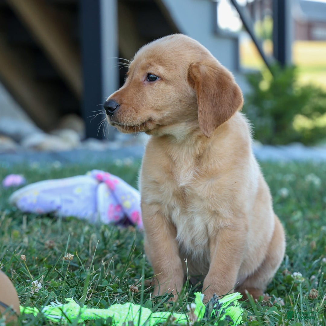 Labrador Retriever dogs for sale: Gus - Image 16