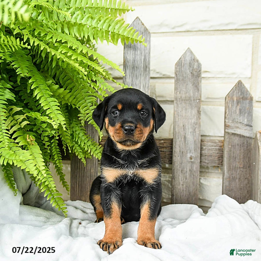 Rottweiler dogs for sale: Rottweiler 9 puppies - Image 9