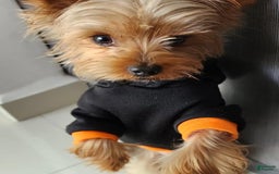 Yorkshire Terrier dogs for sale: Jeff - Image 5