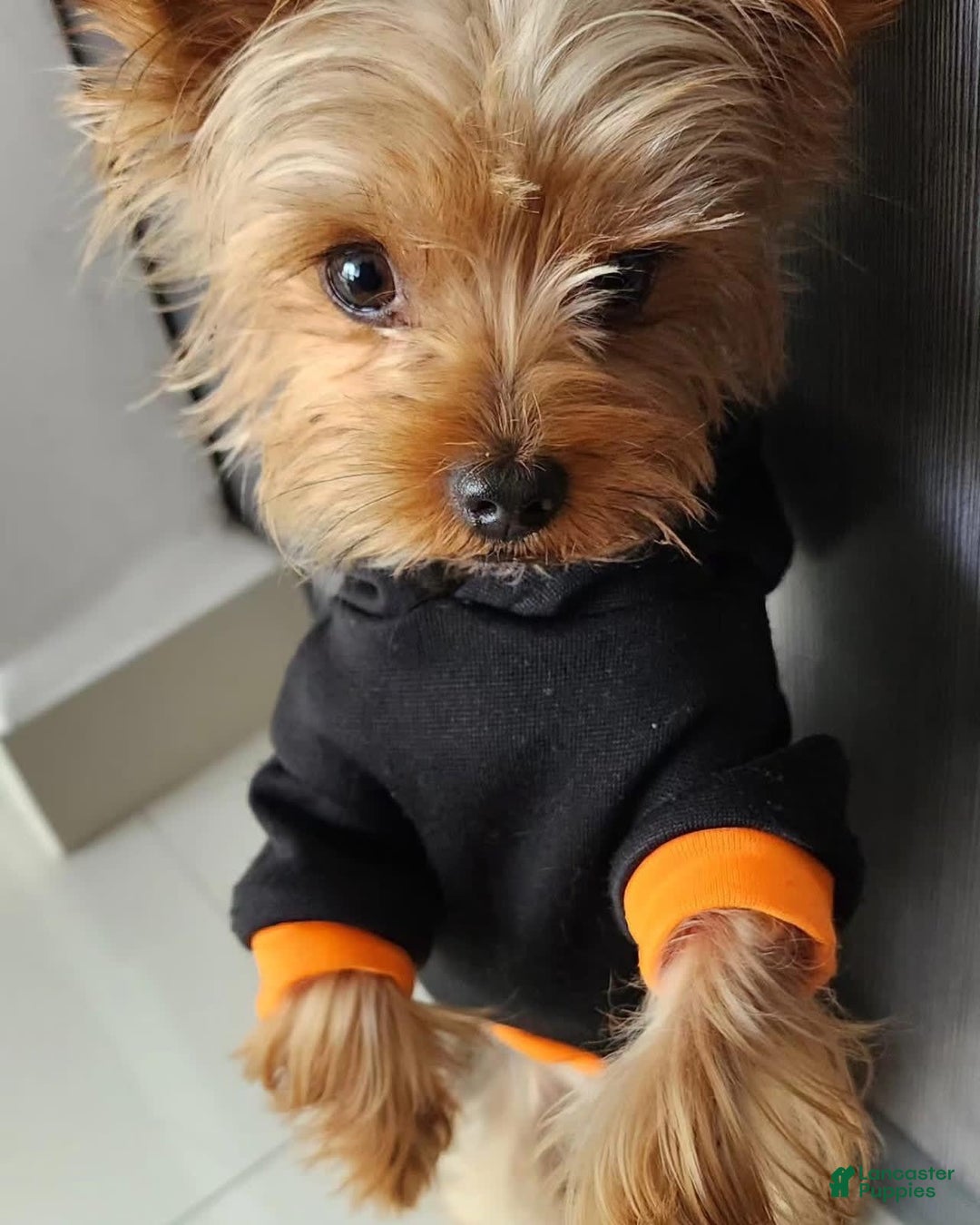 Yorkshire Terrier dogs for sale: Jeff - Image 5