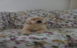Golden Retriever dogs for sale: Hershey - Image 32