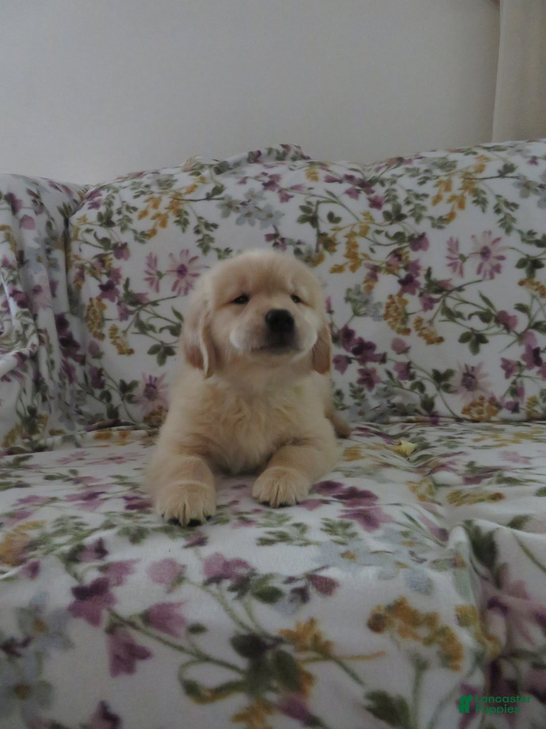 Golden Retriever dogs for sale: Hershey - Image 32
