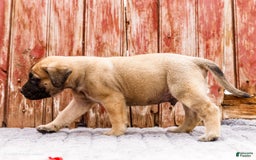 English Mastiff dogs for sale: Horace - Image 20