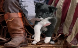 Border Collie dogs for sale: Colt - Image 1
