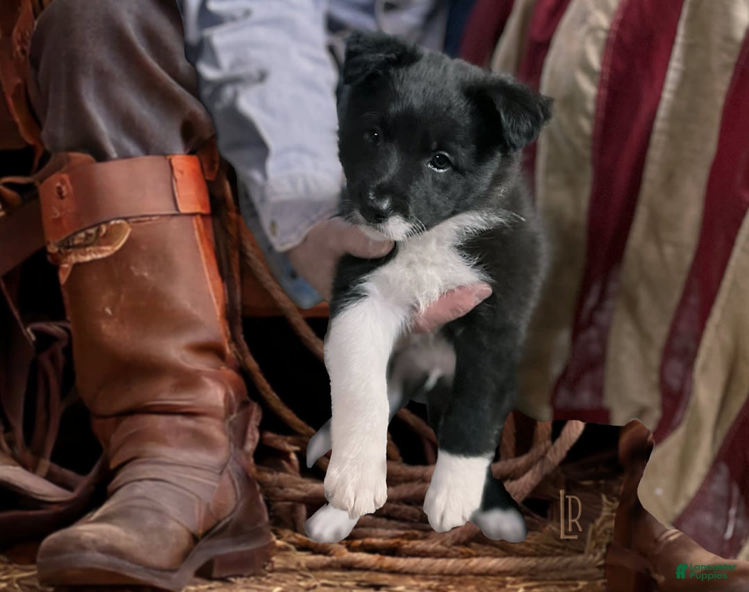 Border Collie dogs for sale: Colt - Image 1