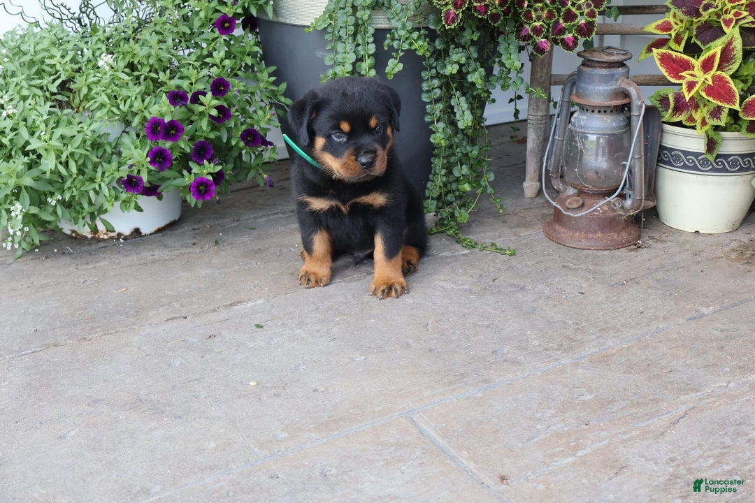 Rottweiler dogs for sale: Durango - Image 2
