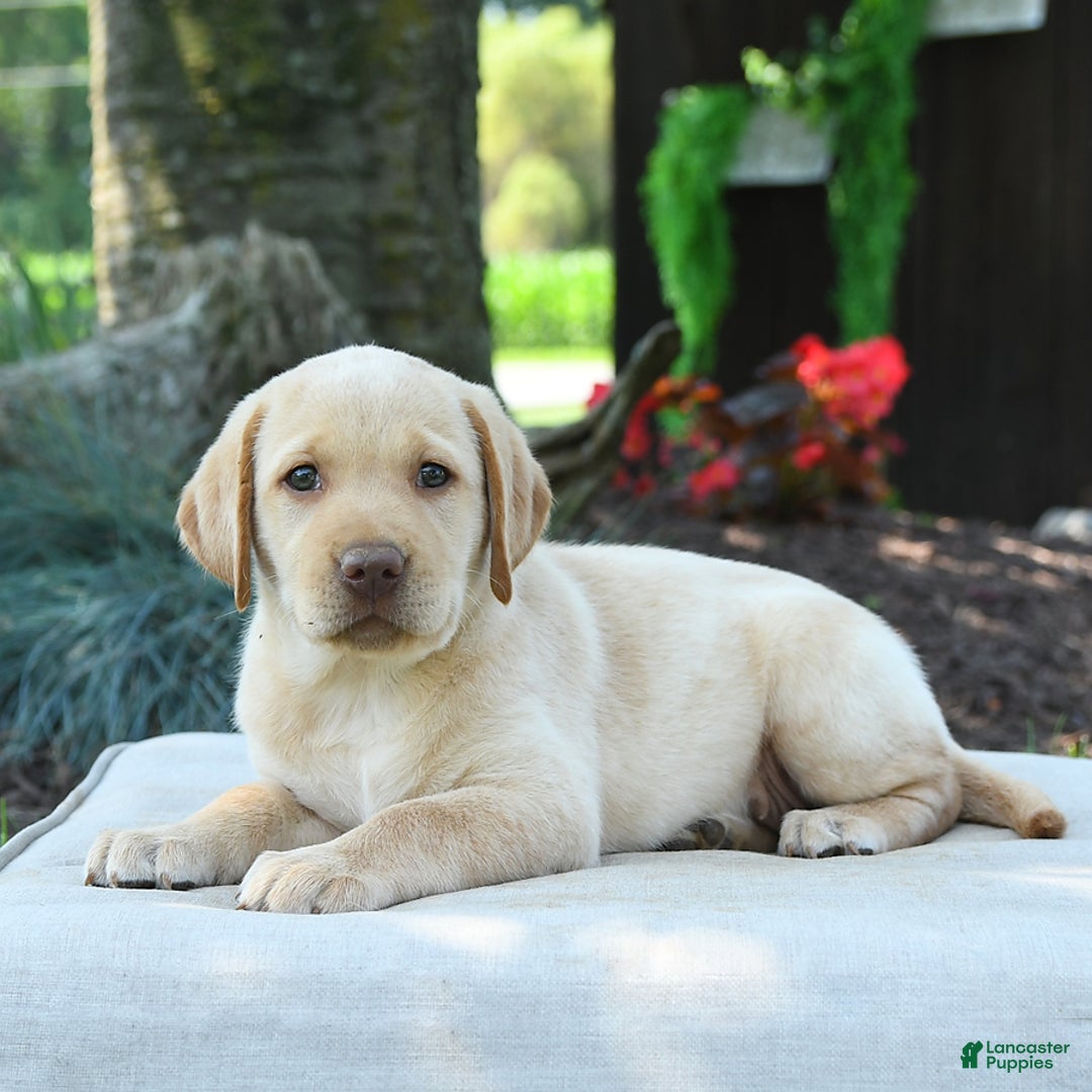 Labrador Retriever dogs for sale: Willow - Image 8