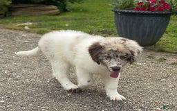 Newfoundland dogs for sale: Skipper Ofa Dna - Image 2