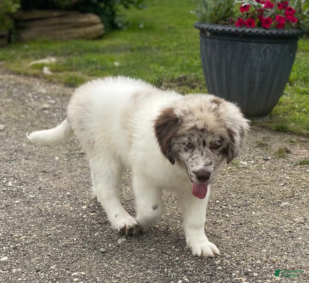 Newfoundland dogs for sale: Skipper Ofa Dna - Image 2