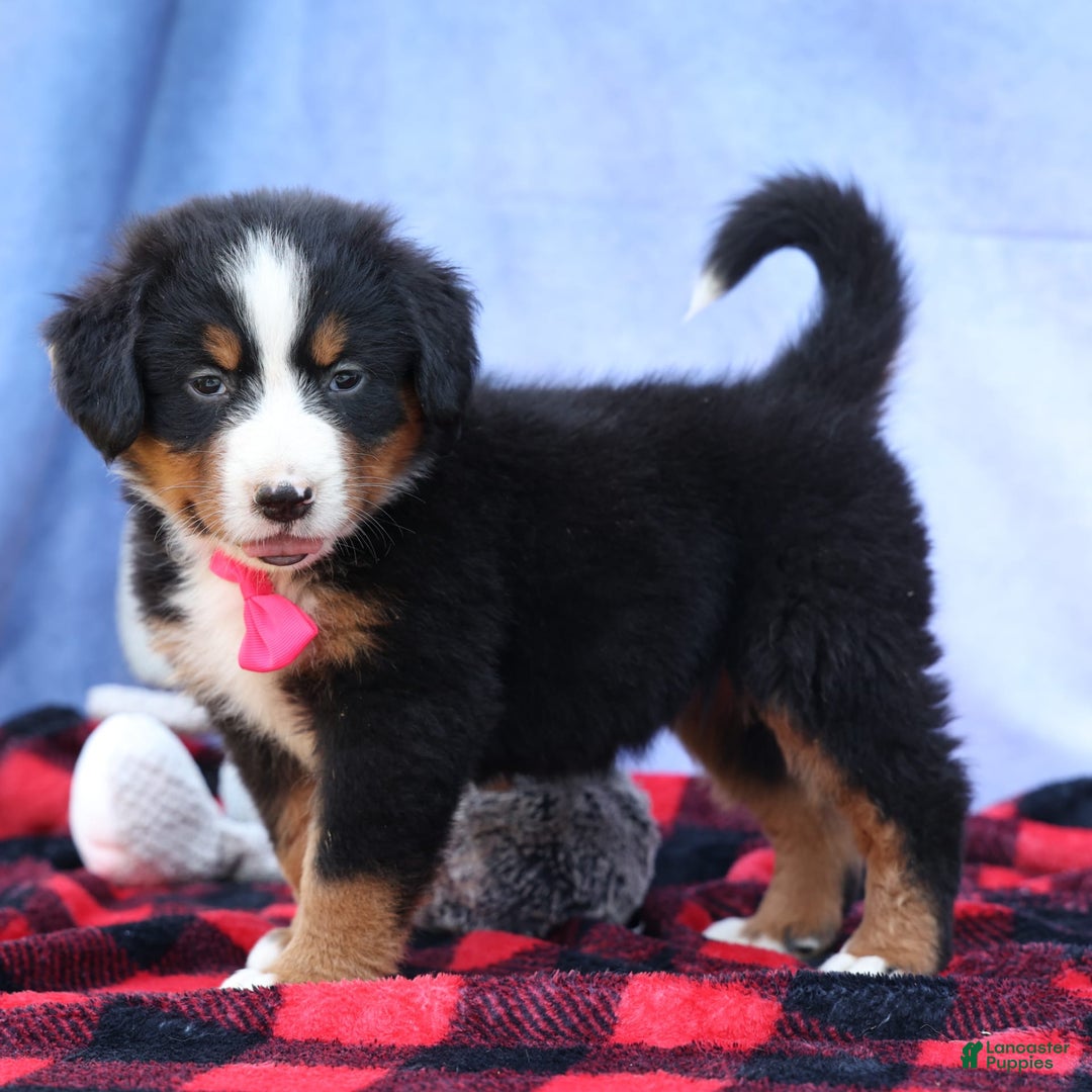 Bernese Mountain Dog dogs for sale: Sweetheart - Image 2
