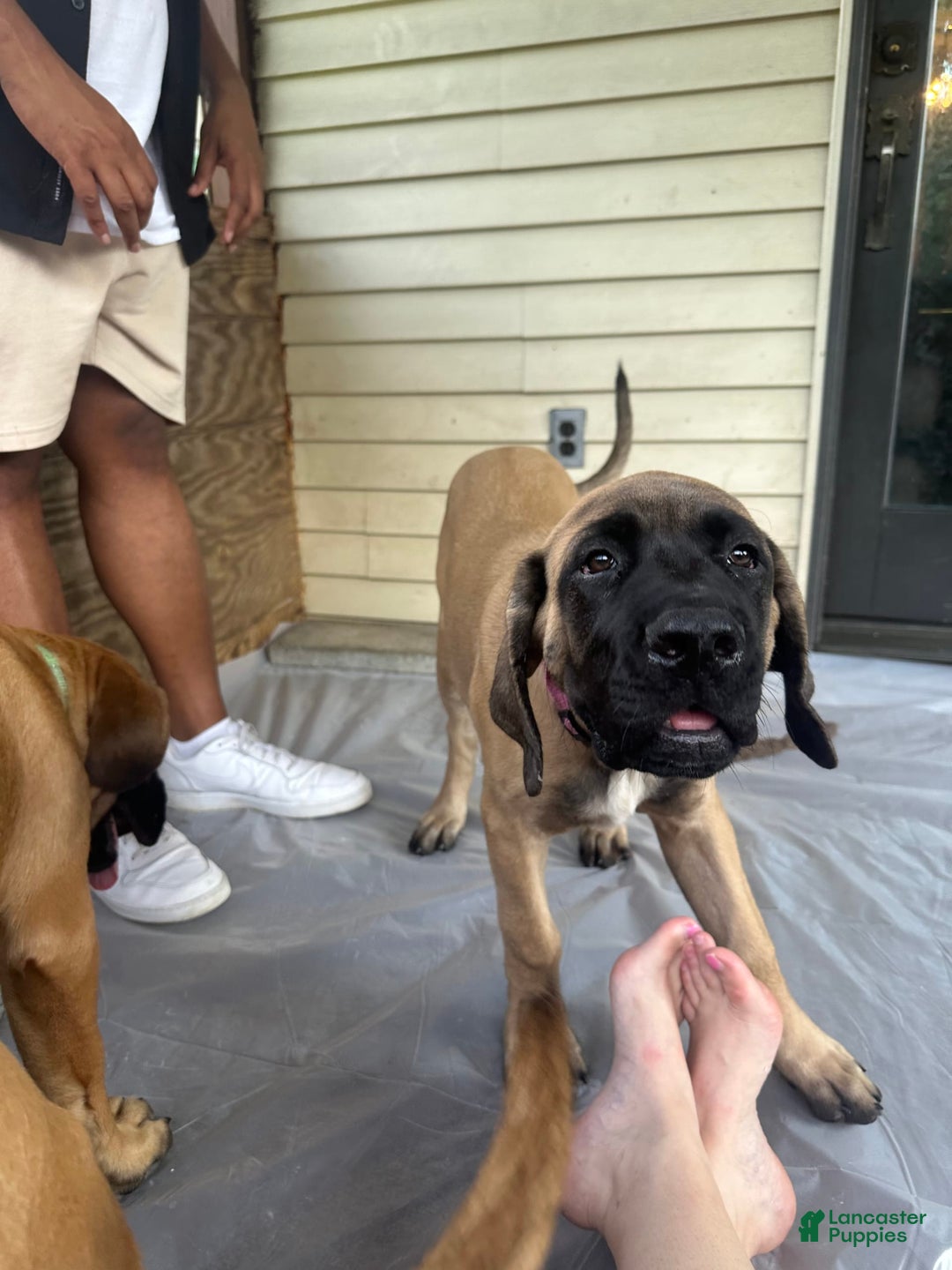 English Mastiff dogs for sale: Pinky - Image 1