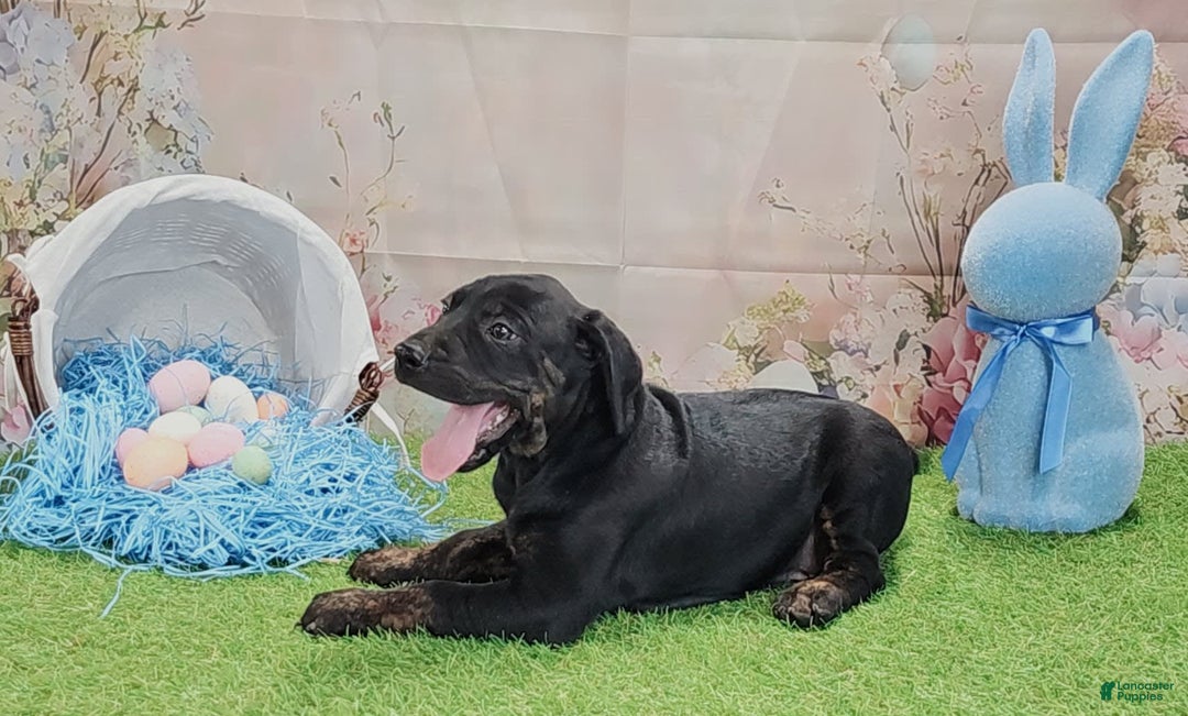 Catahoula Leopard Dog dogs for sale: Love Bug 2025 M1 - Image 12