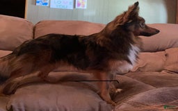 Australian Shepherd dogs for sale: Zeus - Image 4