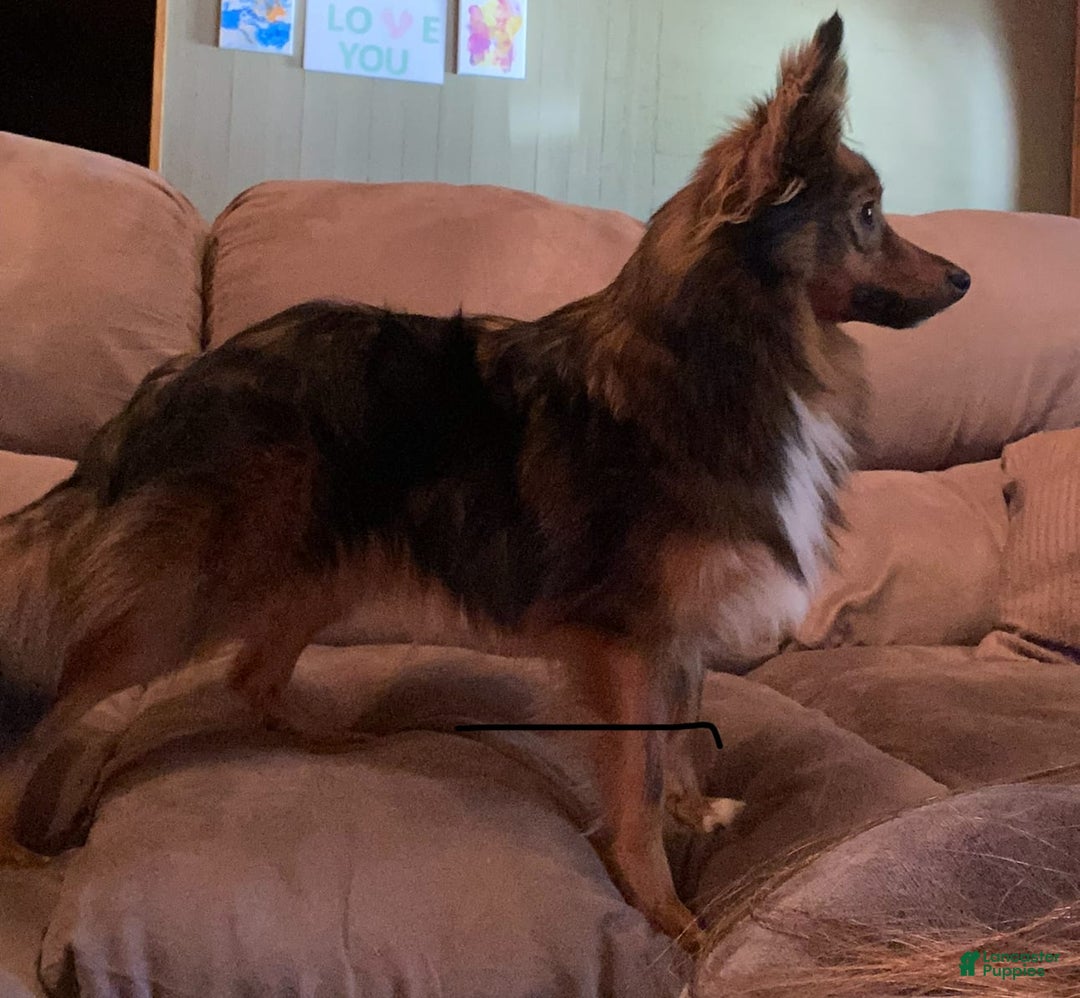 Australian Shepherd dogs for sale: Zeus - Image 4