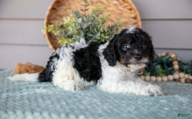 Miniature Poodle dogs for sale - Ad 4