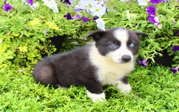 Australian Shepherd dogs for sale: Reba - Image 5