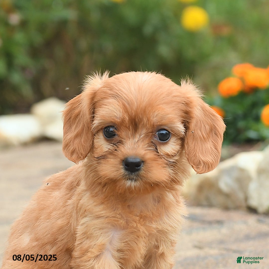 Cavapoo dogs for sale: Abby - Image 3