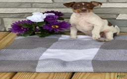 Rat Terrier dogs for sale: Amber - Image 1