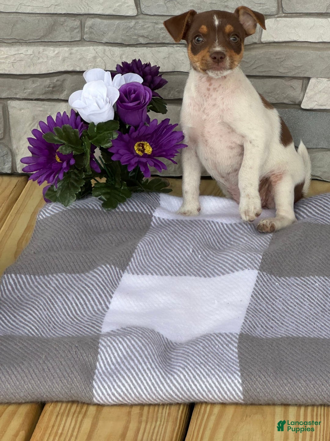 Rat Terrier dogs for sale: Amber - Image 1
