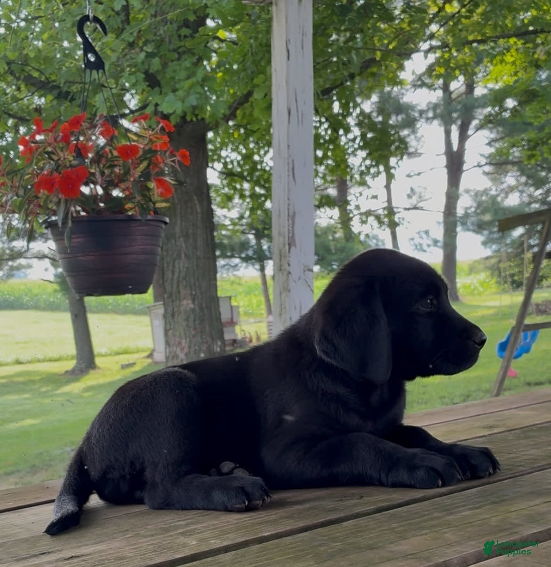 Labrador Retriever dogs for sale: Rosie - Image 1
