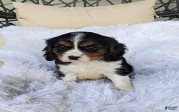 Cavalier King Charles Spaniel dogs for sale: Jax - Image 4