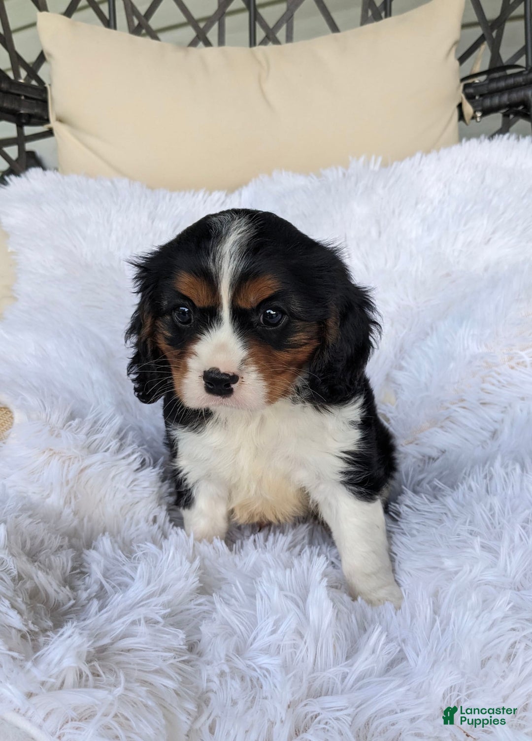 Cavalier King Charles Spaniel dogs for sale: Jax - Image 4