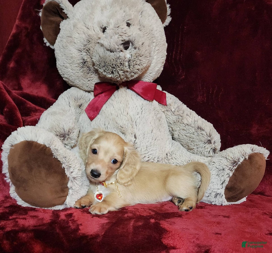 Miniature Dachshund dogs for sale: Nugget - Image 26