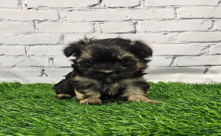 Morkie dogs for sale - Ad 2