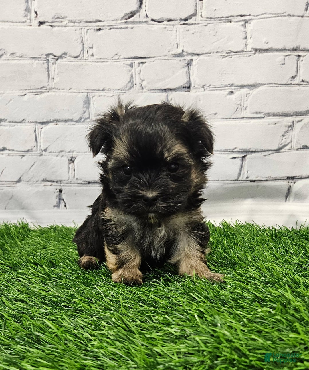 Morkie dogs for sale: Pongo - Image 1