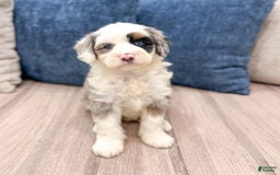 Mini Bernedoodle dogs for sale: Diamond - Blue Eyes - Image 1