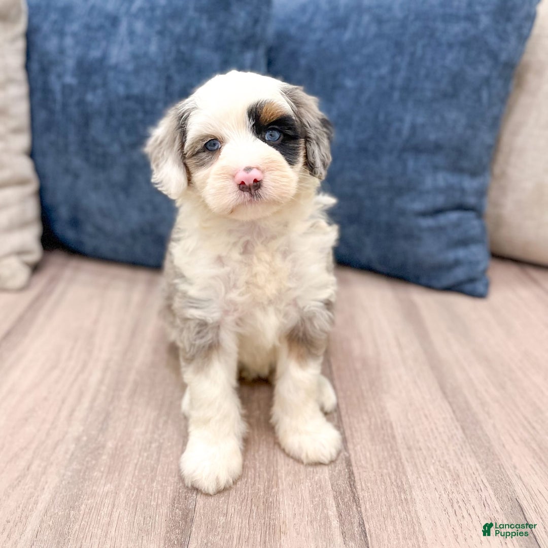 Mini Bernedoodle dogs for sale: Diamond - Blue Eyes - Image 1