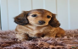 Miniature Dachshund dogs for sale: Ruthie - Image 8