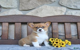 Welsh Corgi Pembroke dogs for sale: Brooke - Image 2