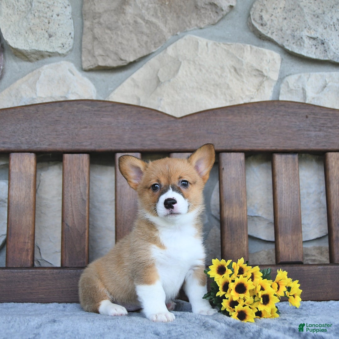 Welsh Corgi Pembroke dogs for sale: Brooke - Image 2