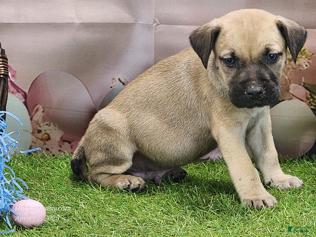 Catahoula Leopard Dog dogs for sale: Goldie 2025 M2 - Image 23
