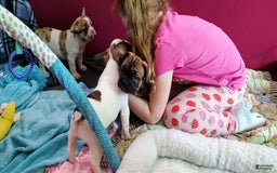 French Bulldog dogs for sale: Odin Akc - Image 15