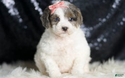 Mini Goldendoodle dogs for sale: Vienna - Image 3