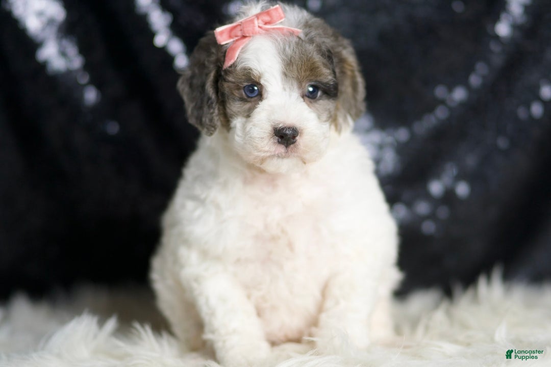 Mini Goldendoodle dogs for sale: Vienna - Image 3