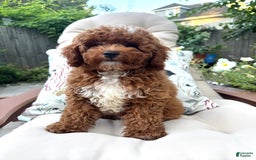 Cavapoo dogs for sale: Candie - Image 1