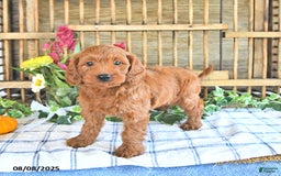 Mini Goldendoodle dogs for sale: Paige - Image 5