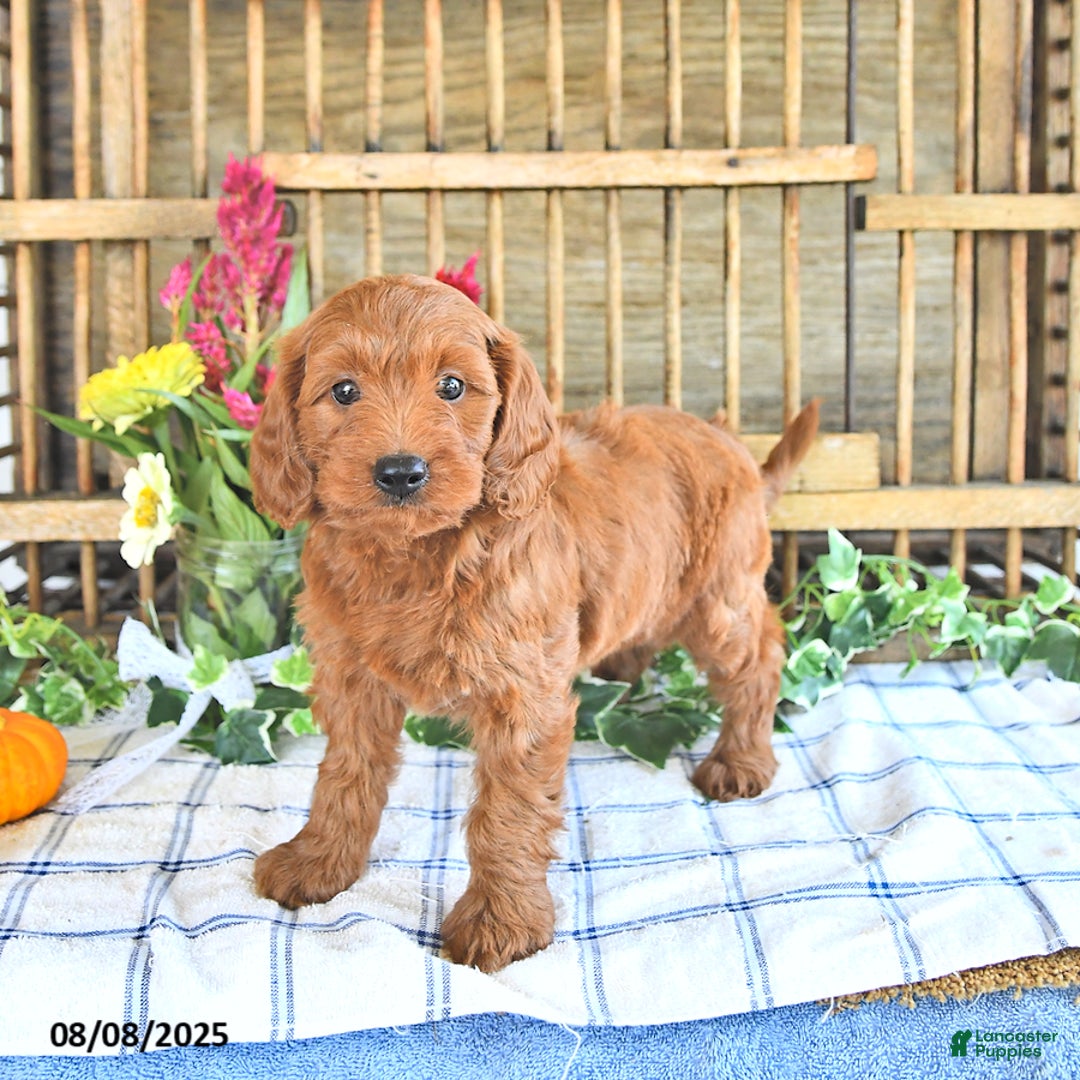 Mini Goldendoodle dogs for sale: Paige - Image 5