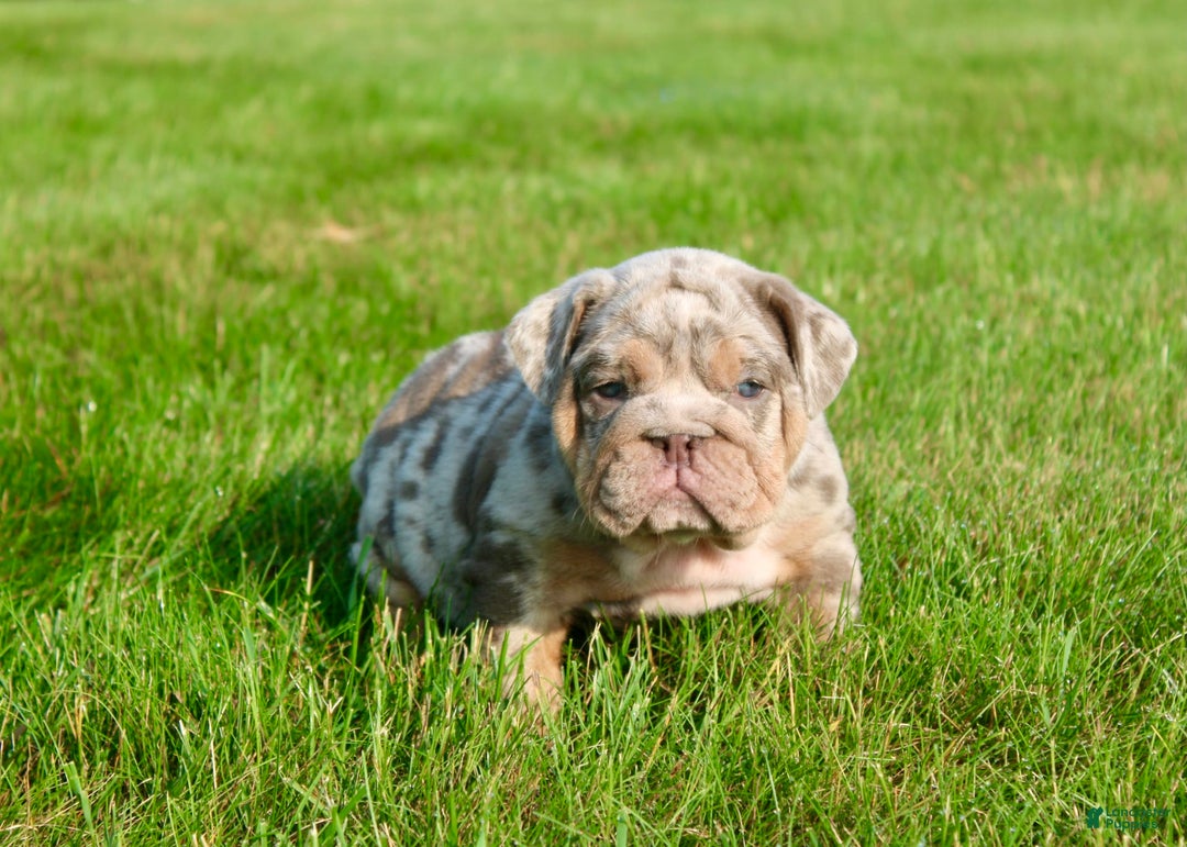 English Bulldog dogs for sale: Sadie - Image 4