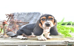 Basset Hound dogs for sale: Shanda - Image 6