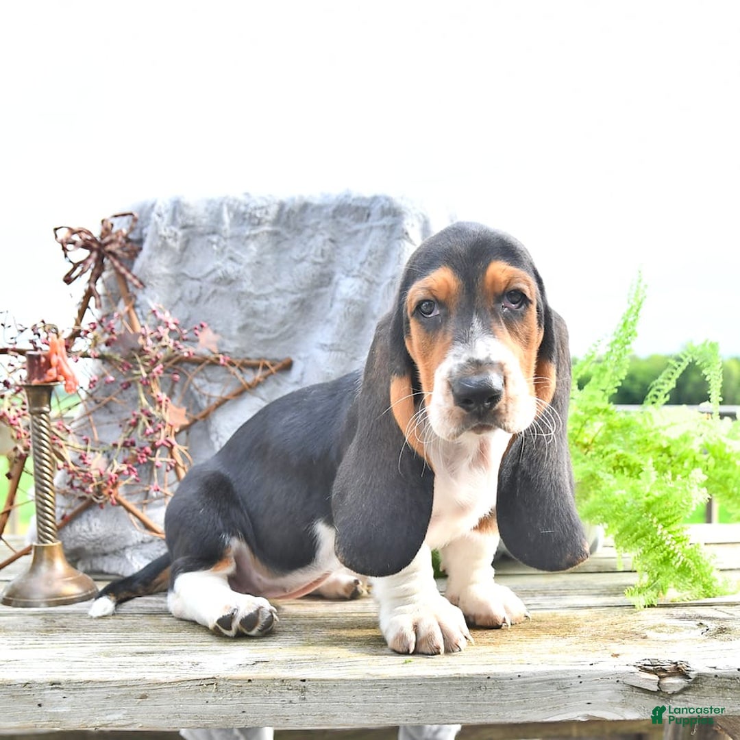 Basset Hound dogs for sale: Shanda - Image 6