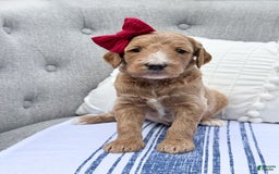 Goldendoodle dogs for sale: Virginia - Image 7